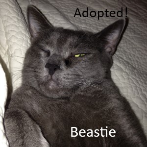 photo of gray cat