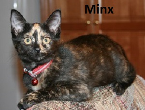 Minx (cat)