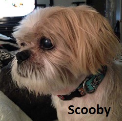 Scooby (dog)